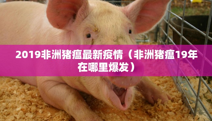 2019非洲猪瘟最新疫情（非洲猪瘟19年在哪里爆发）