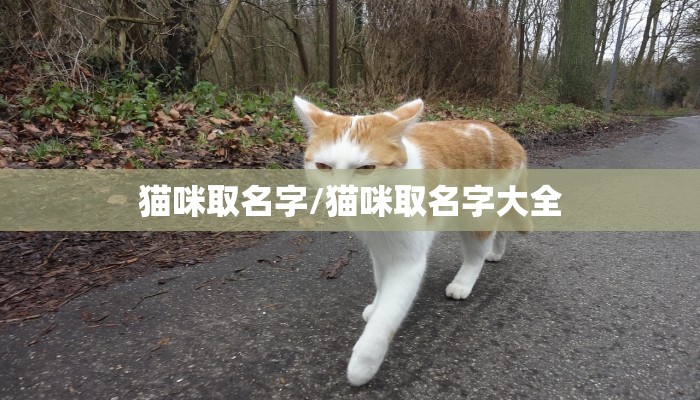 猫咪取名字/猫咪取名字大全