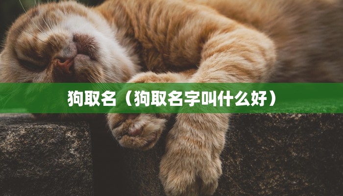 狗取名（狗取名字叫什么好）